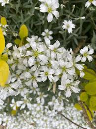 Attēlu rezultāti vaicājumam “Cerastium tomentosum”