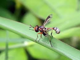 Attēlu rezultāti vaicājumam “Conopidae”