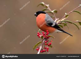 Attēlu rezultāti vaicājumam “Pyrrhula pyrrhula male”