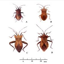 Attēlu rezultāti vaicājumam “Coreus marginatus imago”