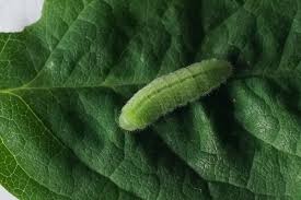 Attēlu rezultāti vaicājumam “Plebejus argyrognomon”