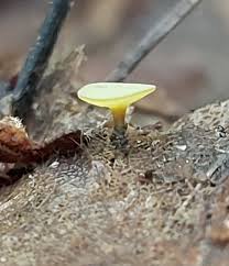 Attēlu rezultāti vaicājumam “Hymenoscyphus sp.”