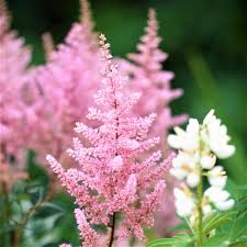 Image result for Astilbe