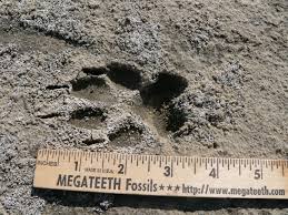 Image result for Hartlepool Coyotes