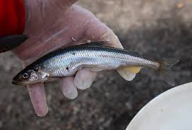 Image result for Osmerus eperlanus