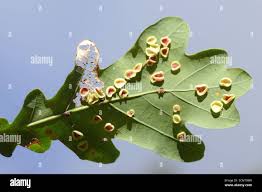 Attēlu rezultāti vaicājumam “Neuroterus albipes”