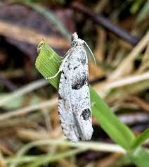 Attēlu rezultāti vaicājumam “Epinotia bilunana”