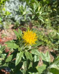 Image result for Carthamus tinctorius