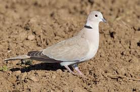 Attēlu rezultāti vaicājumam “Streptopelia decaocto adult”