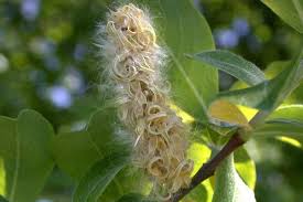 Attēlu rezultāti vaicājumam “Salix cinerea”