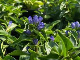 Attēlu rezultāti vaicājumam “Gentiana cruciata flower”