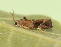 Attēlu rezultāti vaicājumam “Eudemis porphyrana”