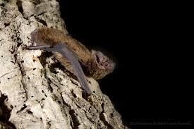 Attēlu rezultāti vaicājumam “Nyctalus leisleri”