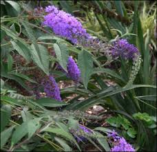Image result for Buddleja davidii