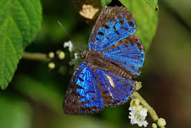 Attēlu rezultāti vaicājumam “Riodinidae”