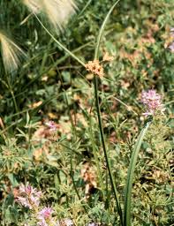 Attēlu rezultāti vaicājumam “Bolboschoenus maritimus flower”