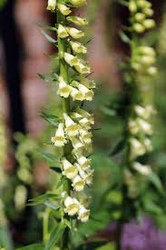 Image result for Digitalis lutea