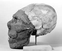 Image result for elongated skulls