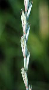 Attēlu rezultāti vaicājumam “Elytrigia repens subsp. arenosa”