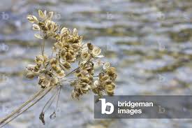 Image result for Angelica silvestris