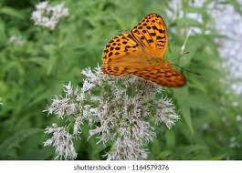 Attēlu rezultāti vaicājumam “Brenthis ino upperside”