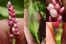 Attēlu rezultāti vaicājumam “Persicaria maculosa leaf”