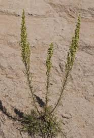 Attēlu rezultāti vaicājumam “Artemisia campestris”
