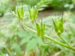 Attēlu rezultāti vaicājumam “Aconitum napellus bud”