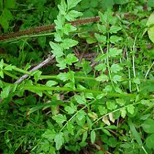 Attēlu rezultāti vaicājumam “Cardamine impatiens flower”