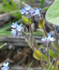 Attēlu rezultāti vaicājumam “Myosotis micrantha”