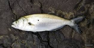 Image result for Pomatomus saltatrix