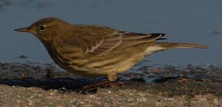 Image result for Anthus petrosus