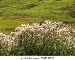 Image result for Alpendistel