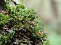 Attēlu rezultāti vaicājumam “Orthotrichum diaphanum sporophyte”