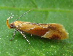 Attēlu rezultāti vaicājumam “Epicallima formosella”