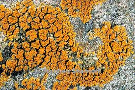 Attēlu rezultāti vaicājumam “Caloplaca saxicola”