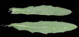 Attēlu rezultāti vaicājumam “Asteraceae”