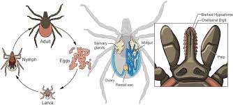 Attēlu rezultāti vaicājumam “Ixodes”