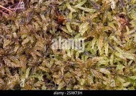 Attēlu rezultāti vaicājumam “Sphagnum platyphyllum”