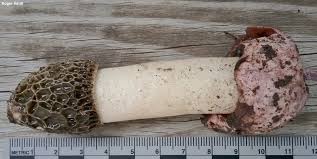 Attēlu rezultāti vaicājumam “Phallus impudicus”