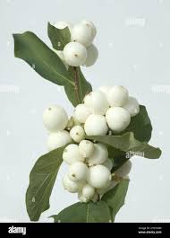 Attēlu rezultāti vaicājumam “Symphoricarpos albus fruit”