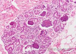 Image result for Teamsheep