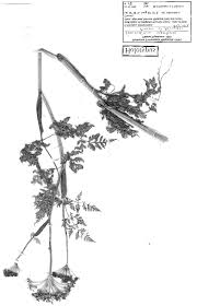 Attēlu rezultāti vaicājumam “Conioselinum tataricum”