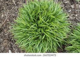 Attēlu rezultāti vaicājumam “Luzula pilosa bud”