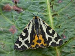 Attēlu rezultāti vaicājumam “Parasemia plantaginis”