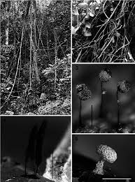 Attēlu rezultāti vaicājumam “Collaria arcyrionema stalked”