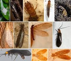 Attēlu rezultāti vaicājumam “Megaloptera”