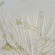 Attēlu rezultāti vaicājumam “Mniaecia jungermanniae”