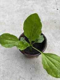 Attēlu rezultāti vaicājumam “Plantago major leaf”