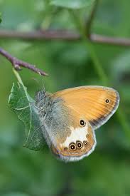 Attēlu rezultāti vaicājumam “Coenonympha arcania underside”